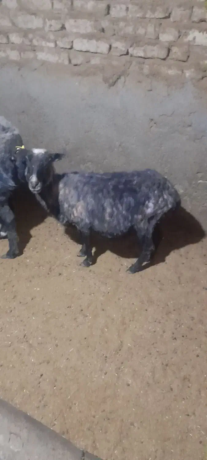 میش رومانوف|حیوانات مزرعه|چناران, |دیوار