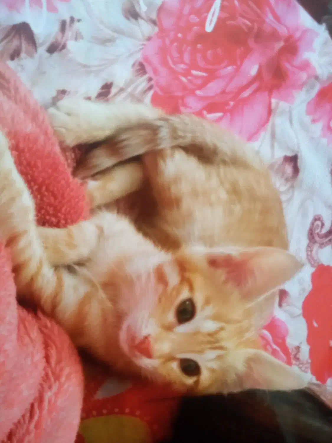 واگذاری بچه گربه ماده|گربه|رشت, حومه رشت|دیوار