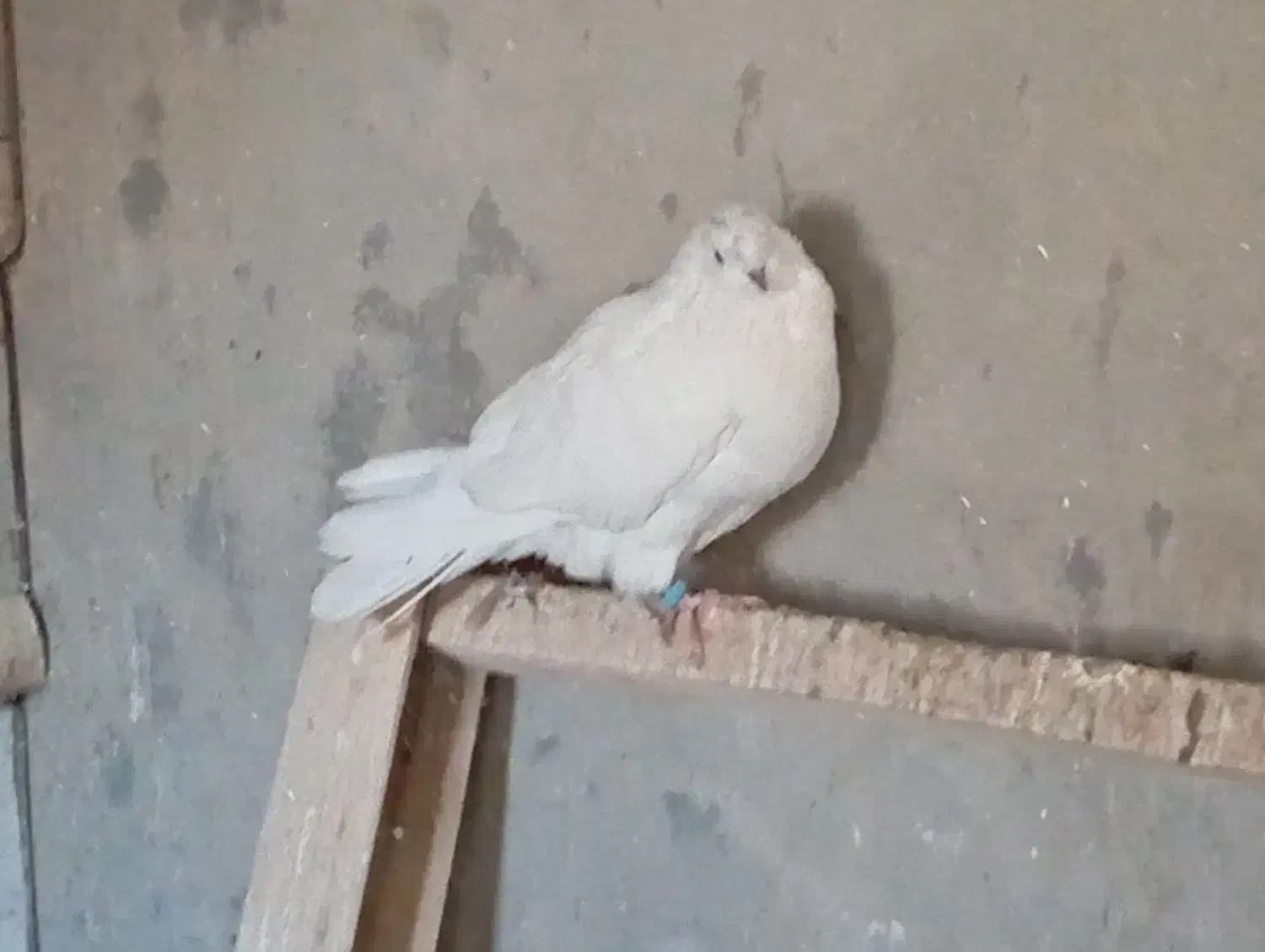 کبوتر|پرنده|بابا حیدر, |دیوار