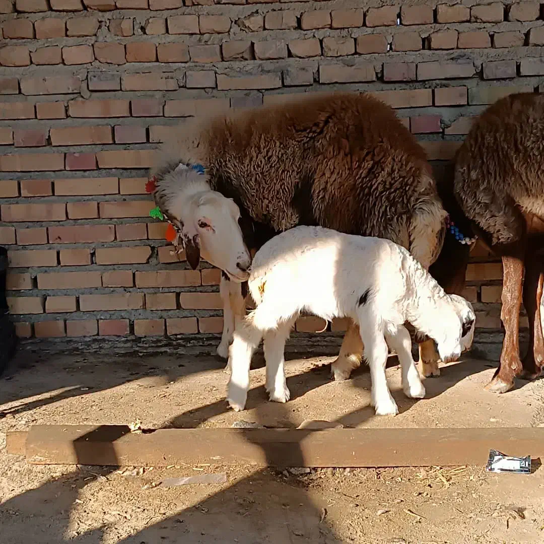 گوسفندبره دار جوان|حیوانات مزرعه|سیمین شهر, |دیوار