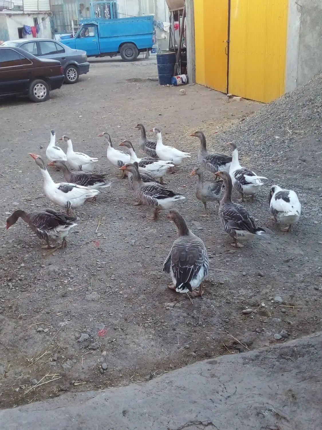 غاز|حیوانات مزرعه|فیروز, |دیوار