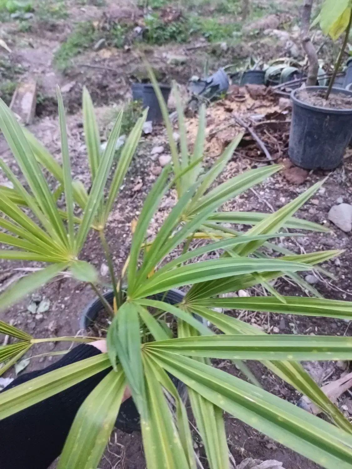 پالم دوساله ریشه‌ پر تعداد حدود ۲۰۰ گلدان|گل و گیاه طبیعی|کلاچای, |دیوار