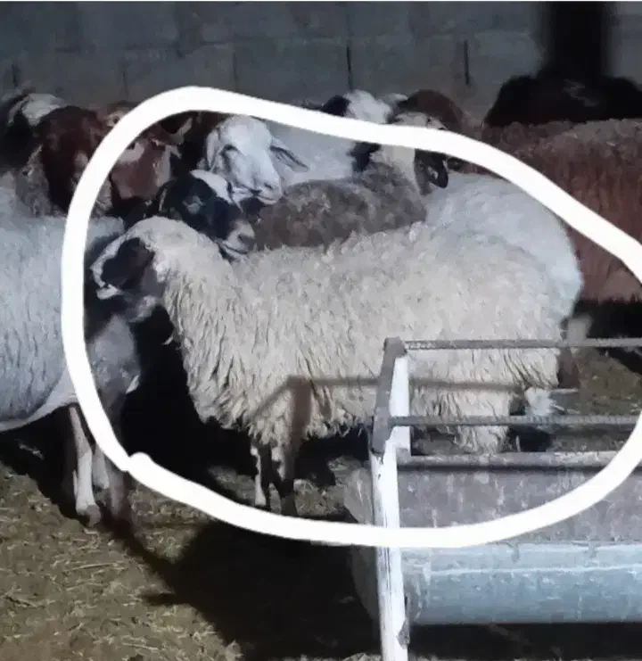 فروش دوراس گوسفند توقلی آبستن|حیوانات مزرعه|شهر بابک, |دیوار