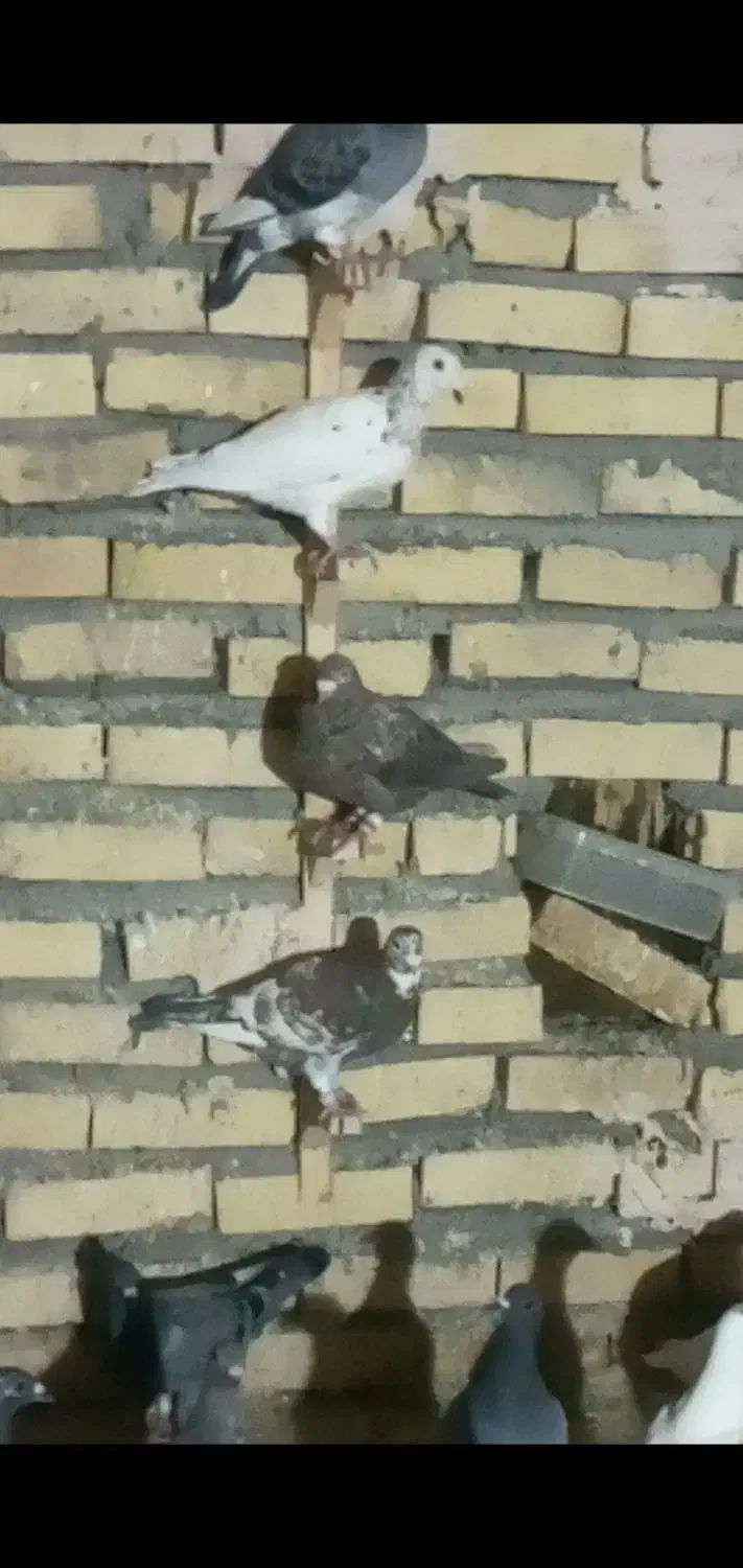 کفتربوم زدوخوردی کفترچاشنی بازی دانه۴۰۰|پرنده|گلمکان, |دیوار