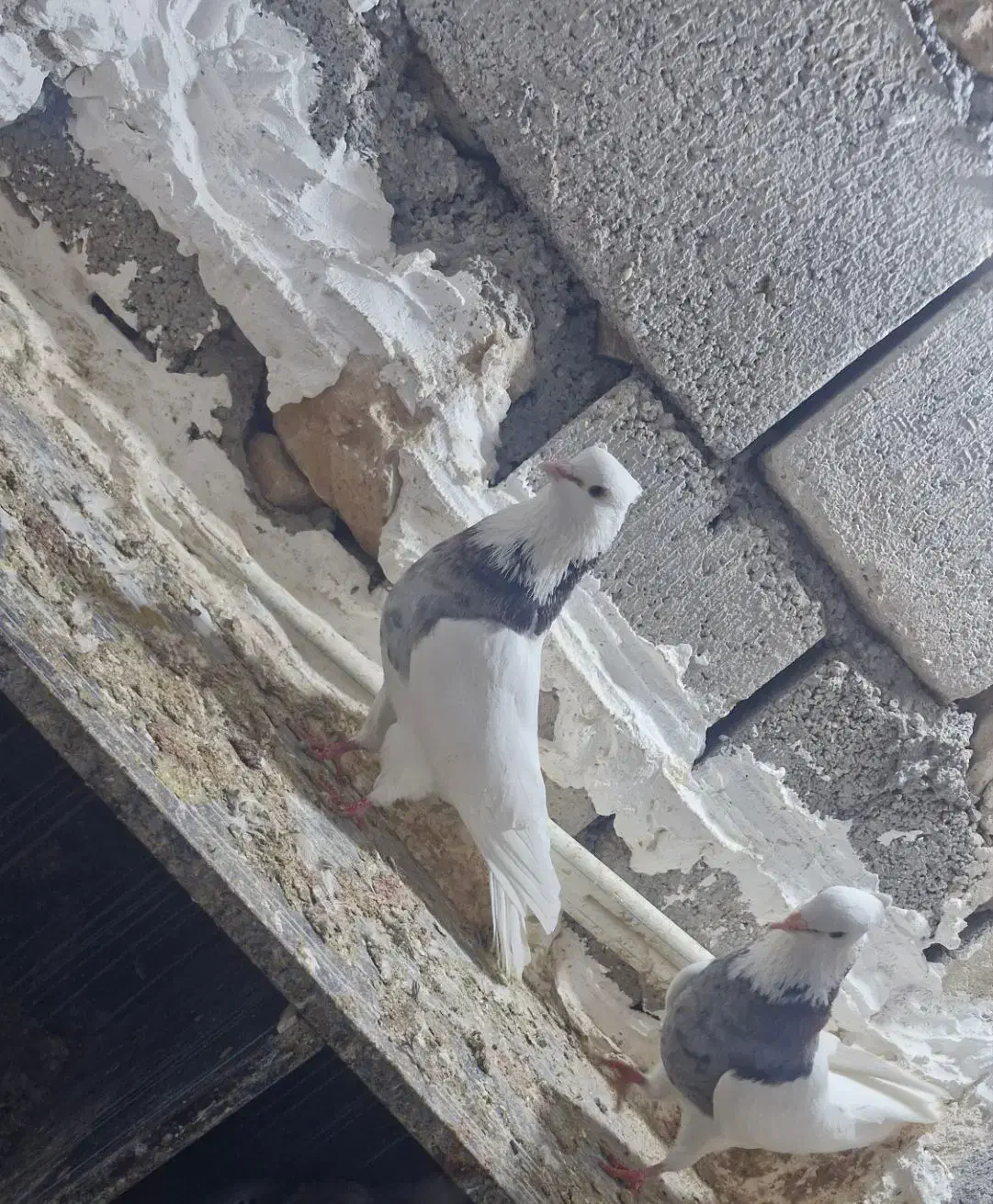 کبوتر طوقی|پرنده|ایلام, |دیوار