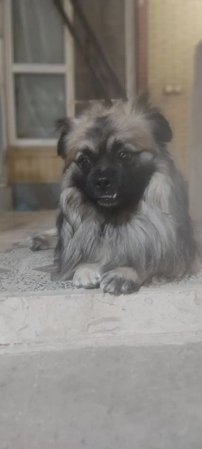 گمشده سگ|سگ|مرودشت, ابوذر شمالی‎|دیوار