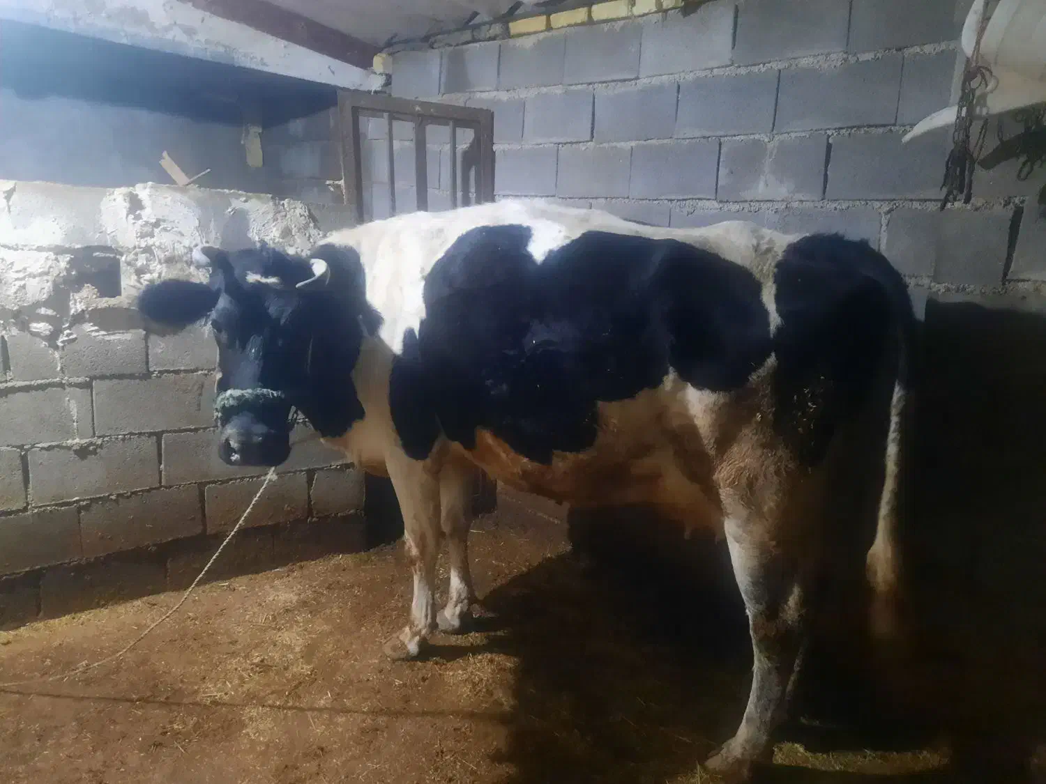 گاو|حیوانات مزرعه|یاسوج, |دیوار