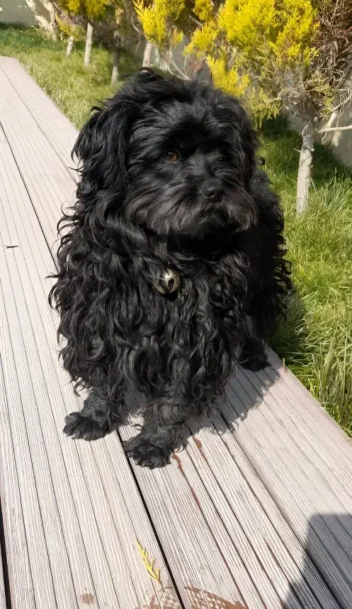 ۲عدد(سگ پاکوتاه)|سگ|کرج, کمالشهر|دیوار