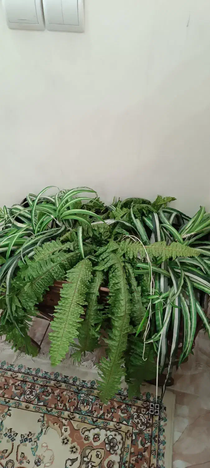 سرخس مصنوعی|گل مصنوعی|پرند, فاز ۵|دیوار