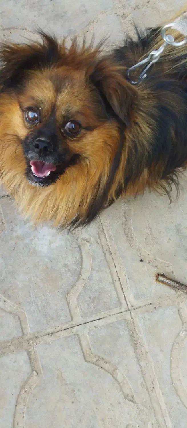 سگ فروشی|سگ|فهرج, |دیوار