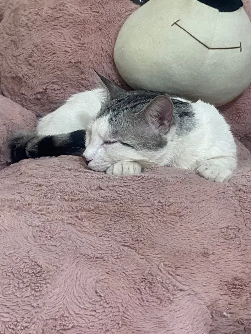 واگذاری|گربه|کرج, کرج نو|دیوار