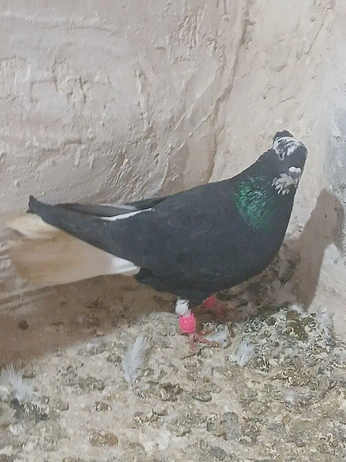 پروانه|حراج|اسفراین, |دیوار