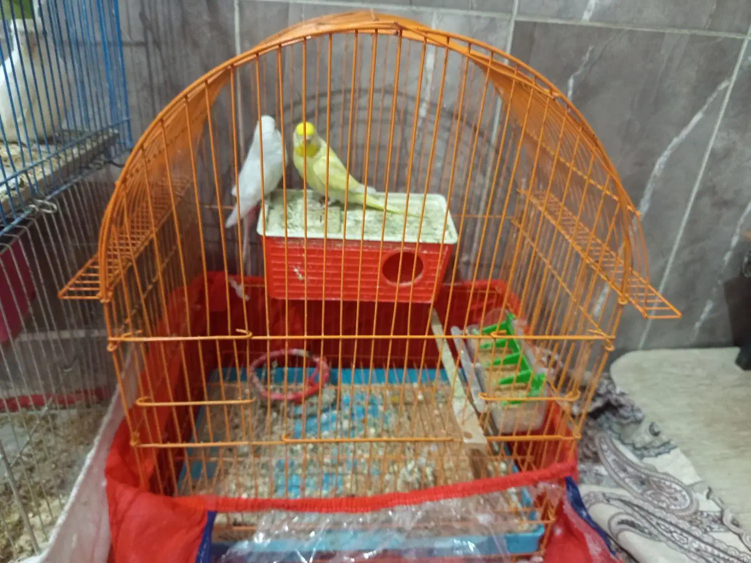 سلام یک عدد مرغ عشق بادوعروس هلندی|پرنده|اشنویه, |دیوار