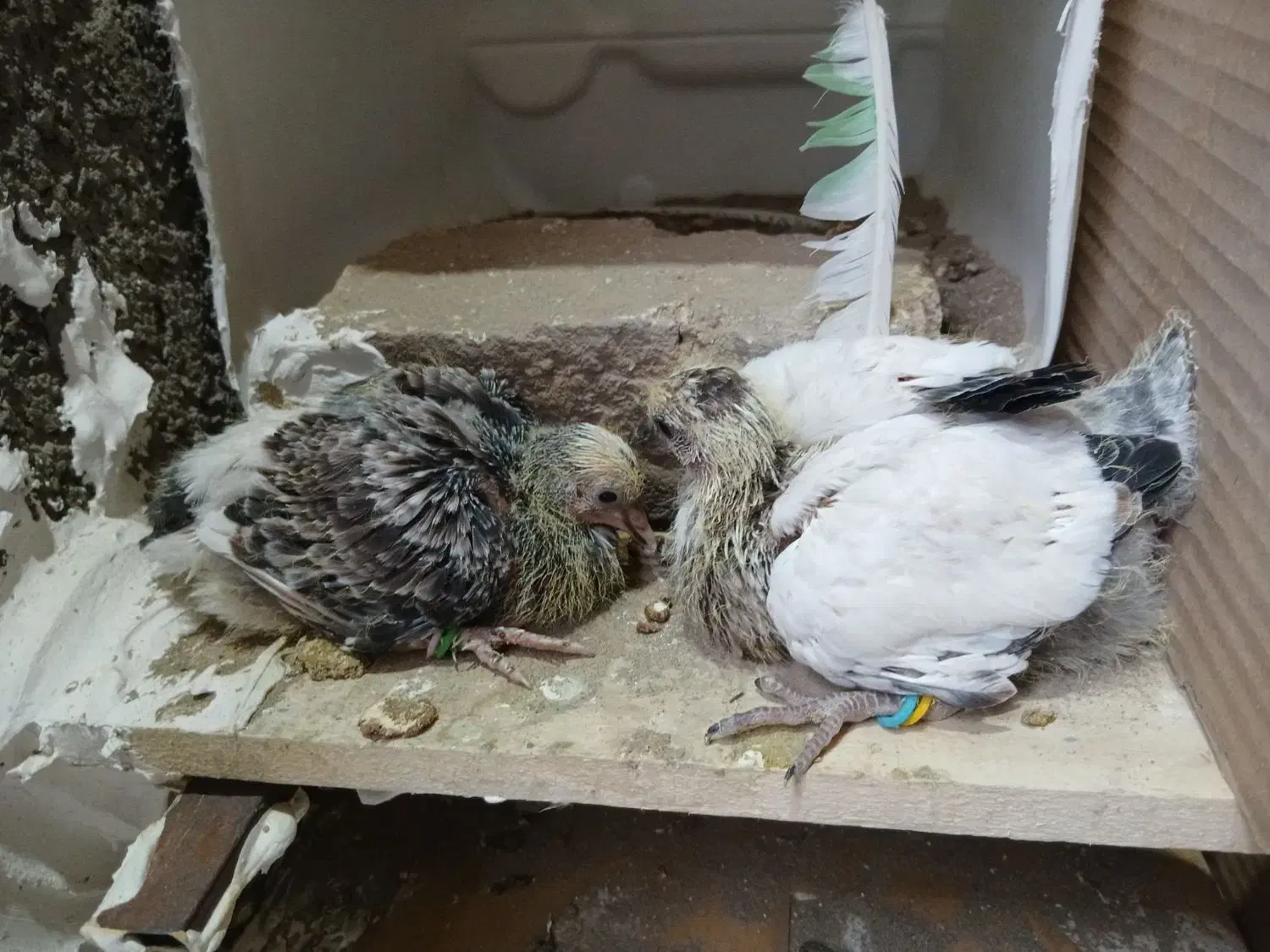 شریک کاری|فعالیت داوطلبانه تحقیقاتی|بومهن, |دیوار