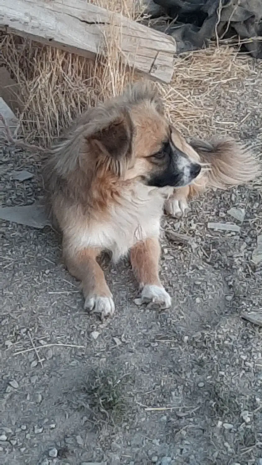 سگ پاکوتا خانگی|سگ|سنندج, |دیوار