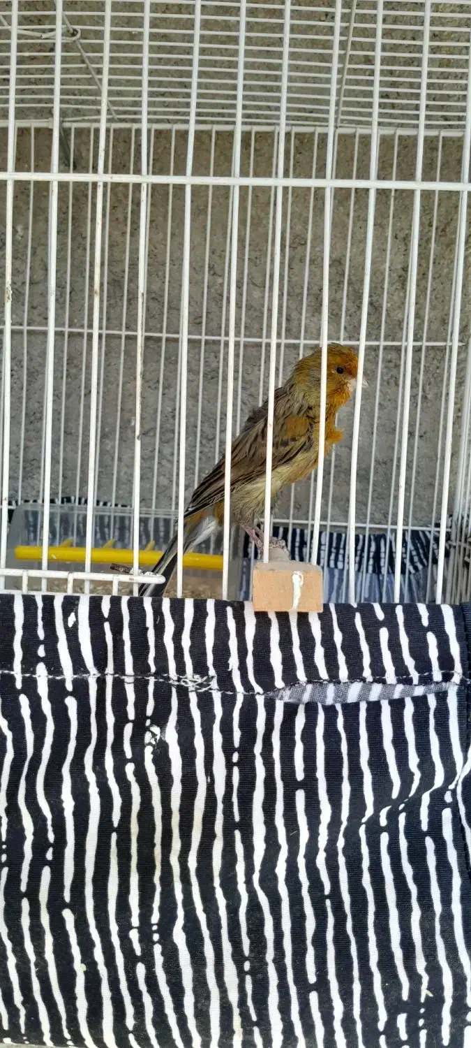 قناری دارچینی|پرنده|تربتحیدریه, حسنی بالا|دیوار