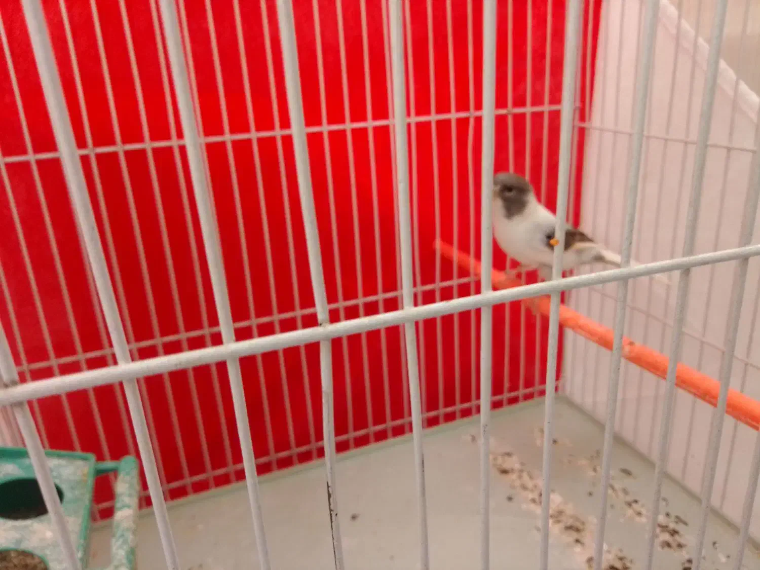 قناری|پرنده|گلمکان, |دیوار