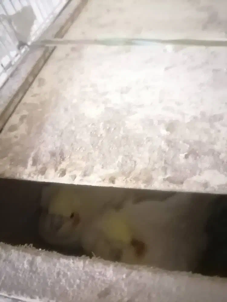 جفت عروس باجوجه|پرنده|داراب, |دیوار