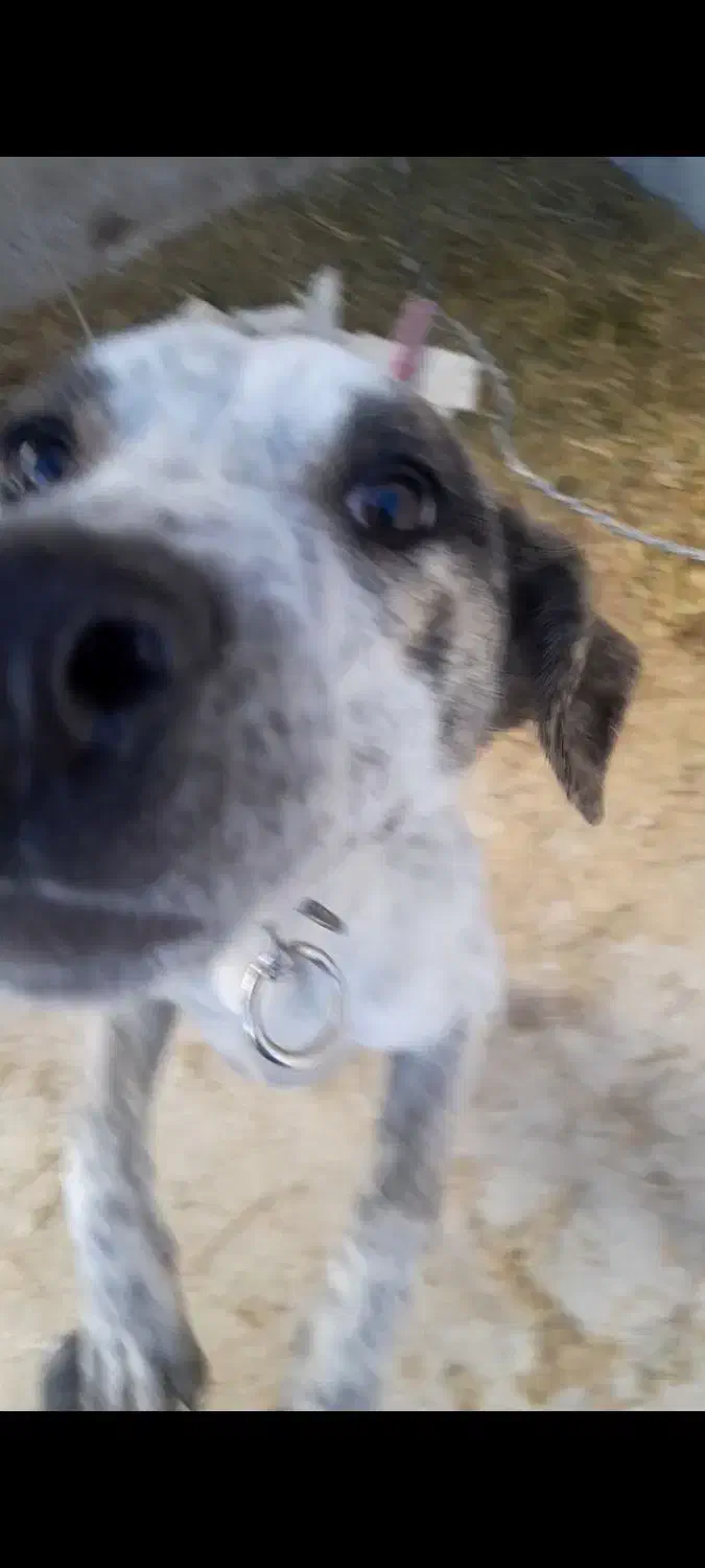 واگزاری سگ|سگ|سقز, |دیوار