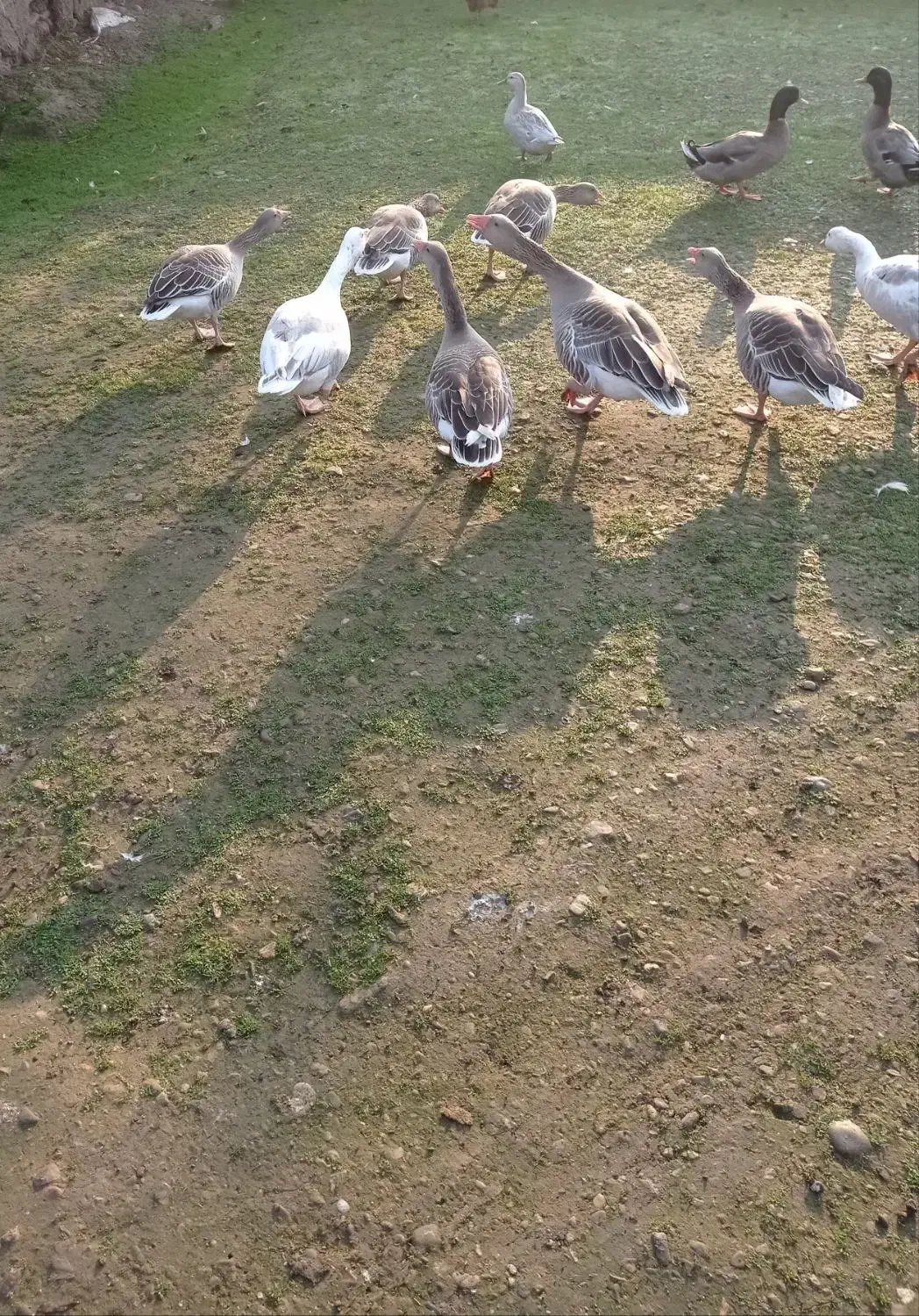 فروشی|حیوانات مزرعه|گوراب زرمیخ, |دیوار