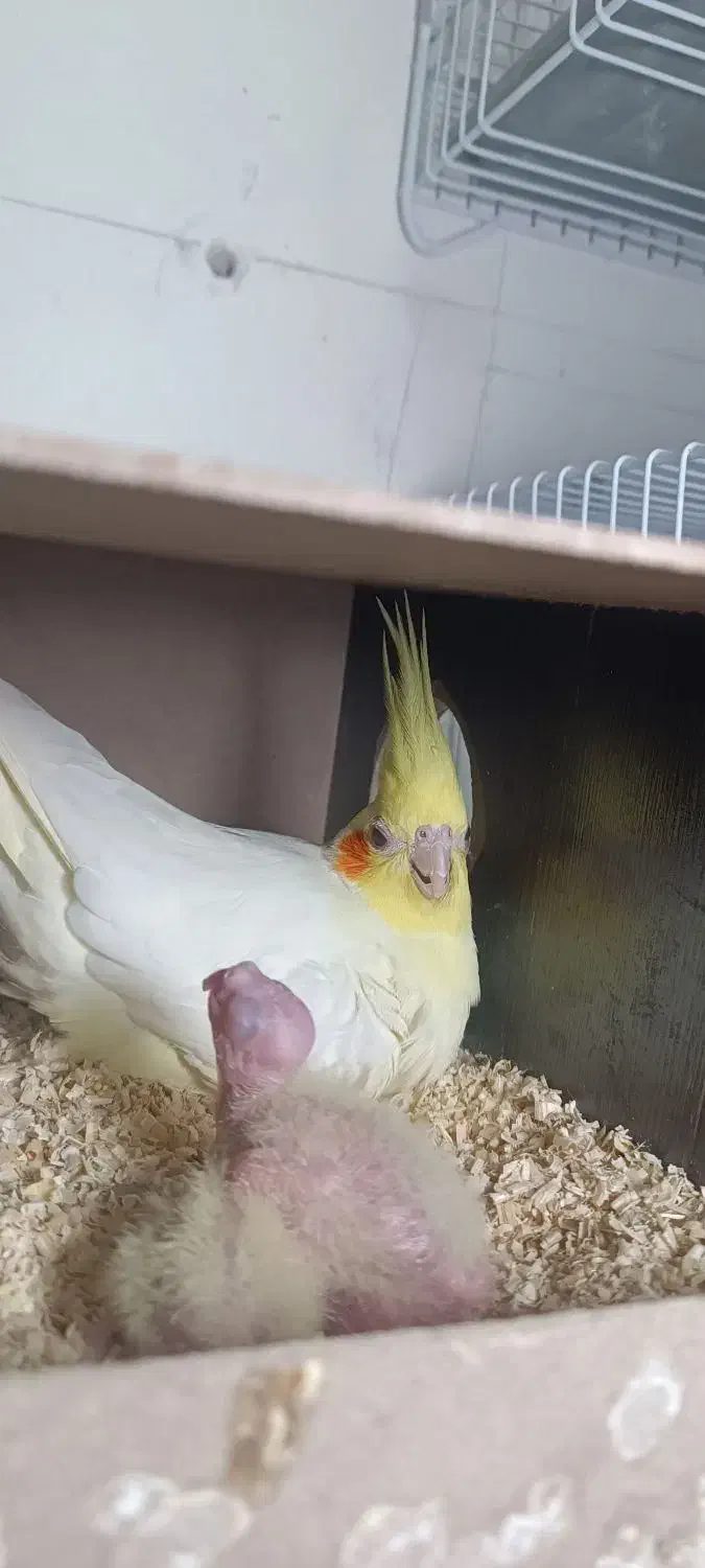 جفت عروس هلندی با جوجه|پرنده|مشهد, شهید قربانی|دیوار