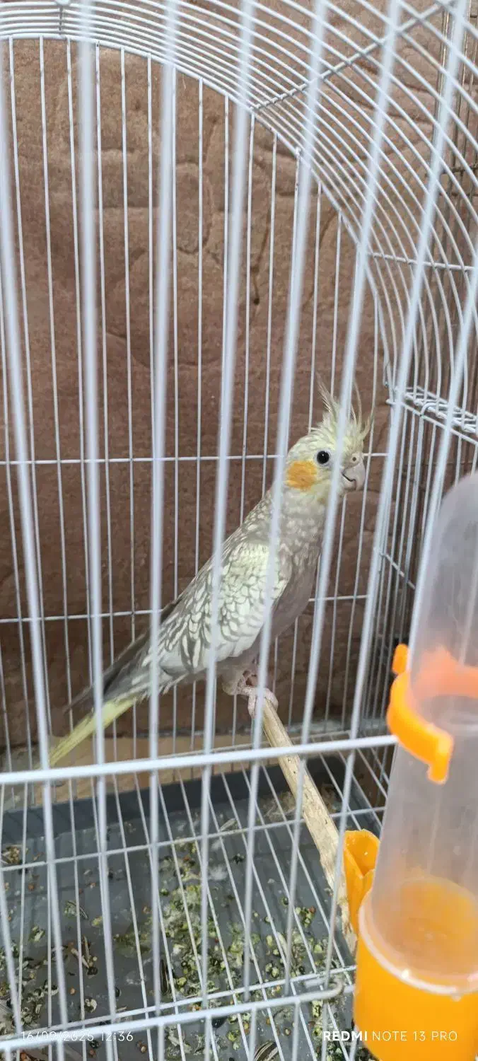 فروش عروس هلندی و طوطی برزیلی|پرنده|بوکان, |دیوار