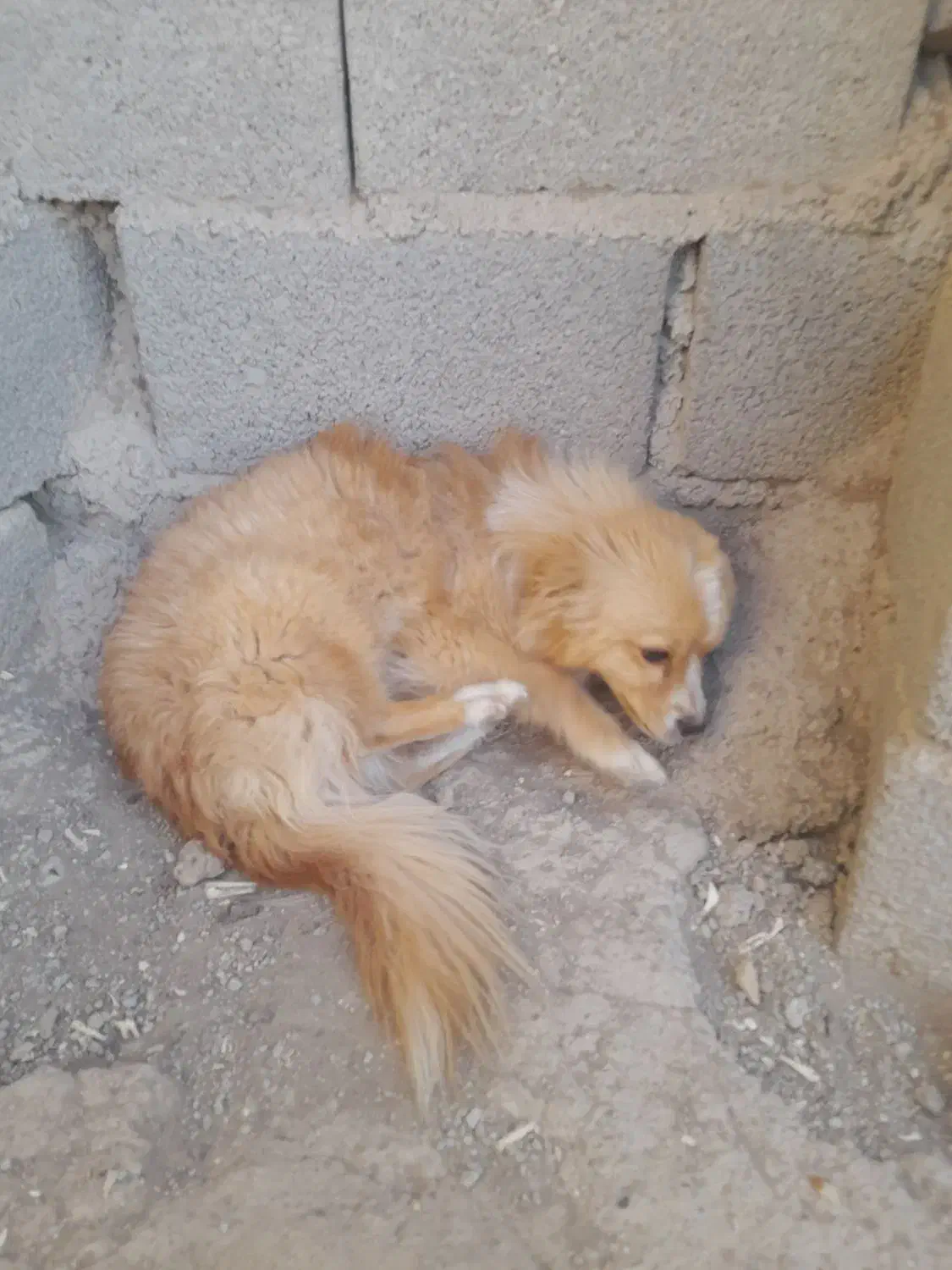 یک سگ فروشی دارم  نر|سگ|صباشهر, |دیوار