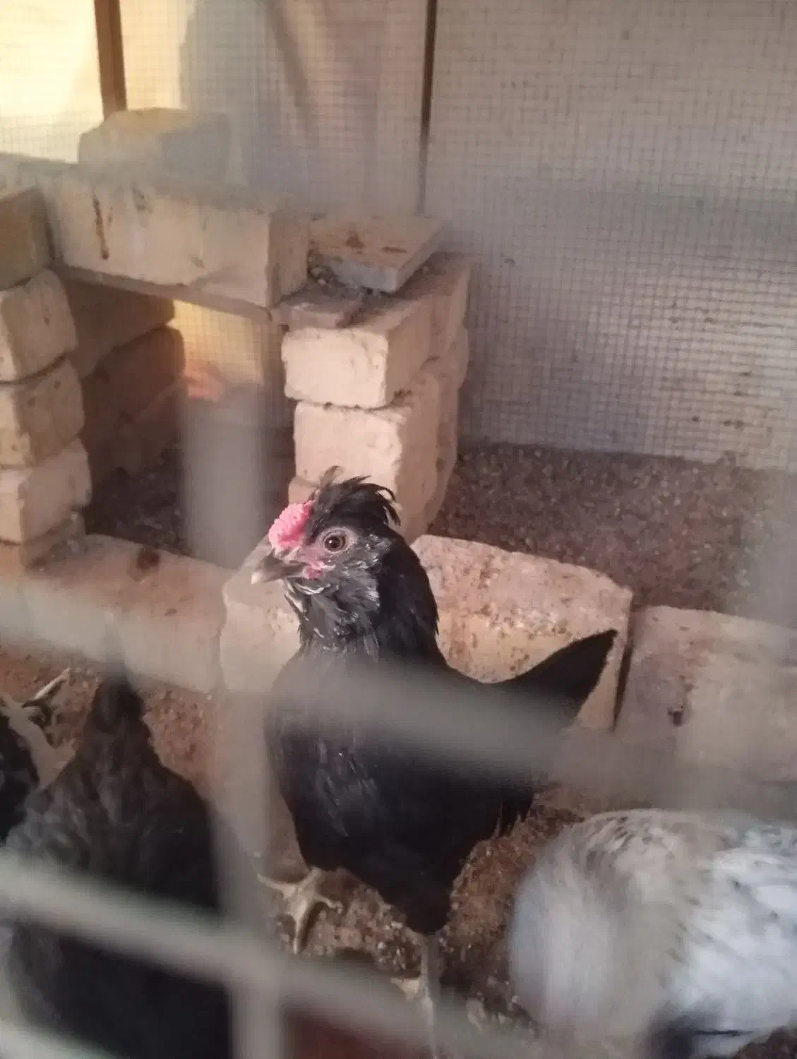 خروس گلین|حیوانات مزرعه|شیراز, جوادیه|دیوار