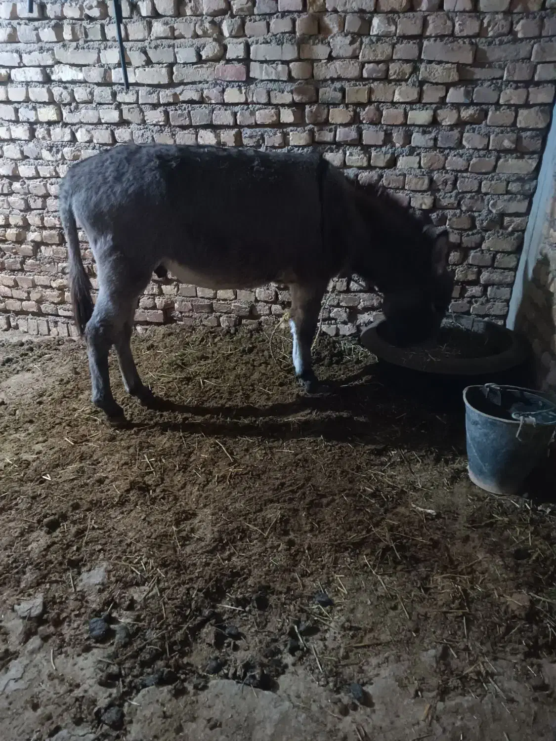 خر نر دوسال جوان|حیوانات مزرعه|بجنورد, |دیوار