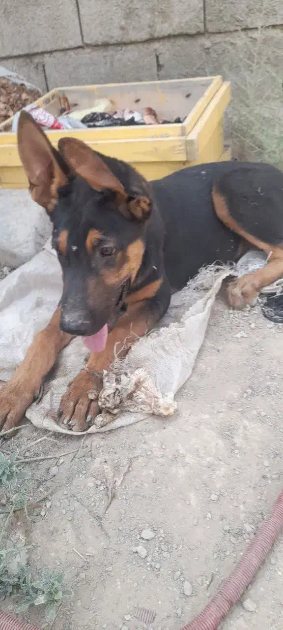 دو توله سگ دوبرمن اصل|سگ|مشهد, میان ولایت|دیوار