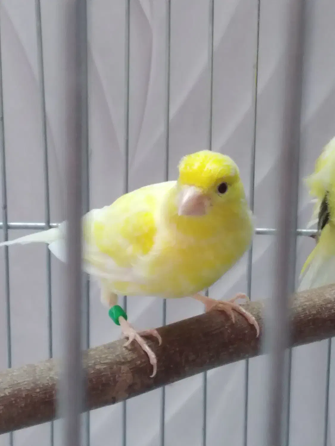 قناری واتر اسلاگر|پرنده|مهدی شهر, |دیوار