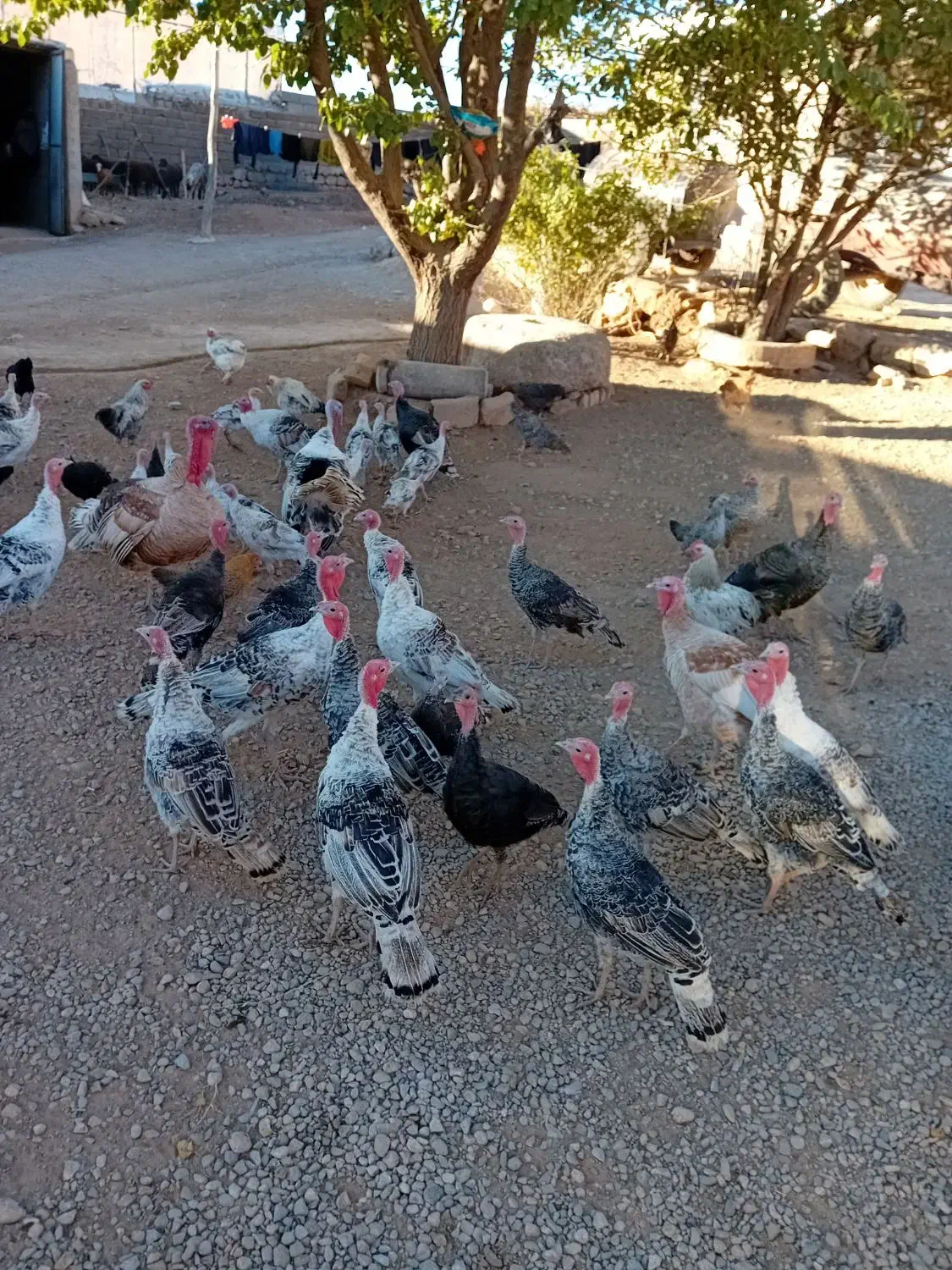 ۳۵ عدد بوقلمون|حیوانات مزرعه|نورآباد, |دیوار