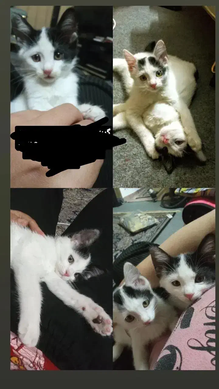 دوتاگربه رایگان|گربه|مشهد, قائم|دیوار