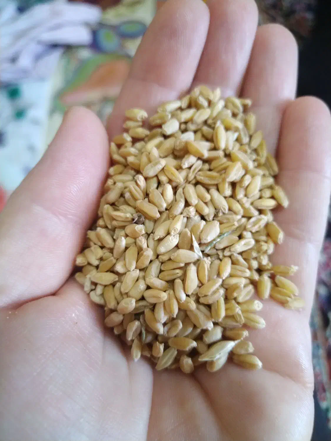 گندم|عمده‌فروشی|مانه, |دیوار