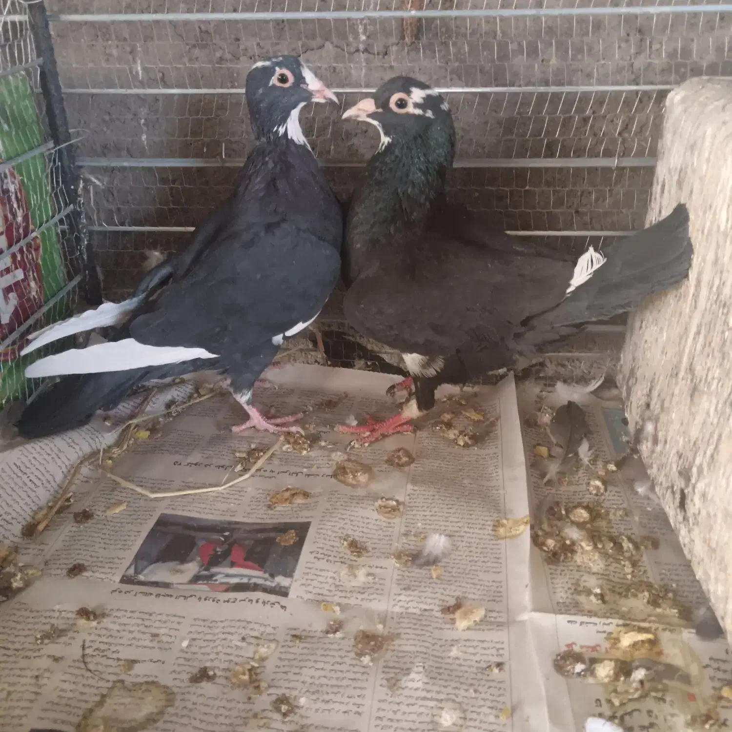 جفت پلنگ فروشی|پرنده|یزدان شهر, |دیوار