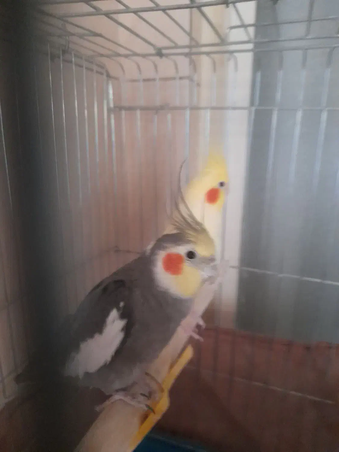 یک جفت عروس هلندی مولد ویک جوجه نر|پرنده|کرج, شهرک فهمیده|دیوار