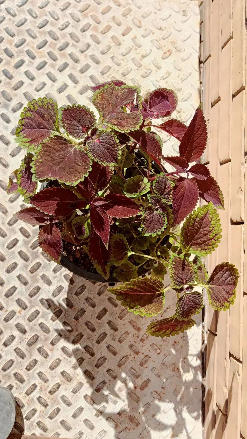 گل حسنی یوسف|گل و گیاه طبیعی|یزد, |دیوار