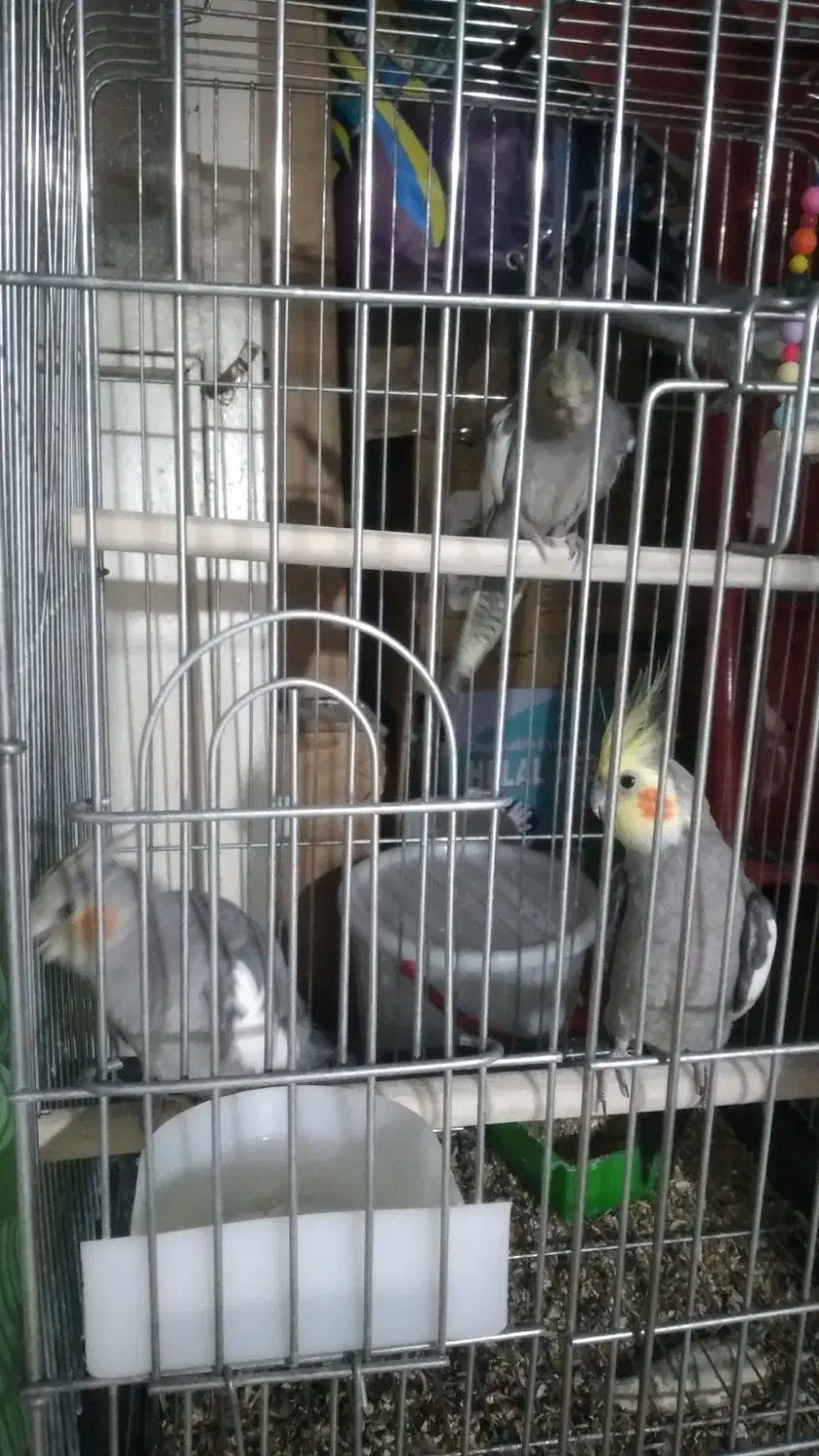 فروش عروس هلندی|پرنده|تهران, جلیلی|دیوار