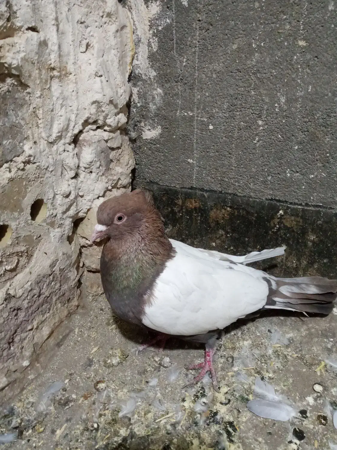 یک عدد سینه سرخ کاردرست|پرنده|تربت جام, مسکن ملی|دیوار