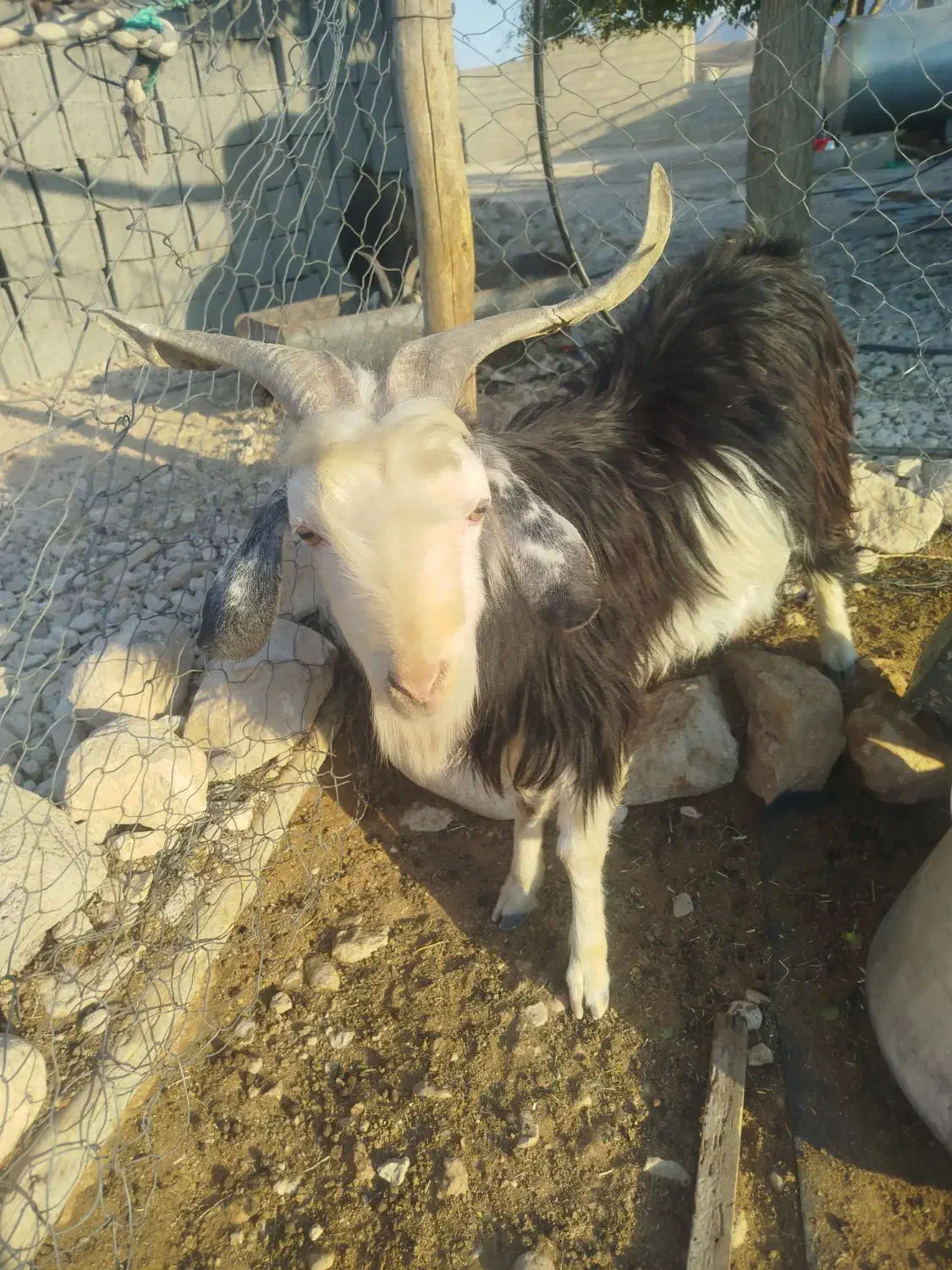 بز کولار گیسه|حیوانات مزرعه|جهرم, |دیوار