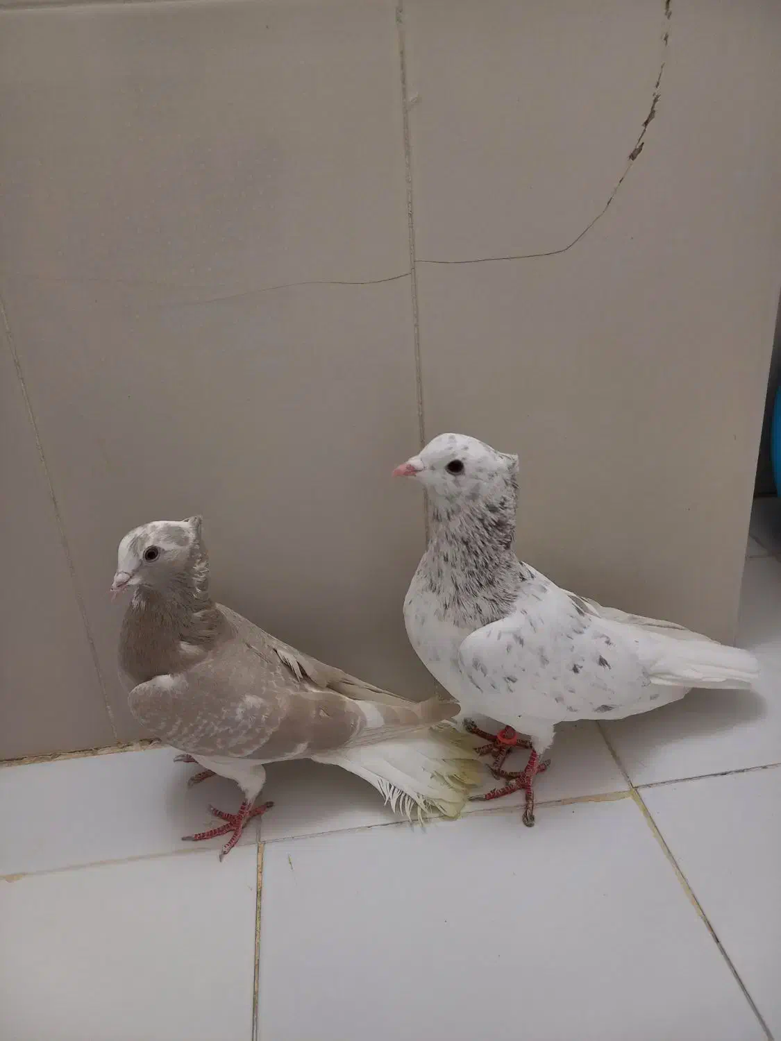 کبوتر هفترنگ دم سفید|پرنده|پاکدشت, پاکدشت (مامازند)|دیوار