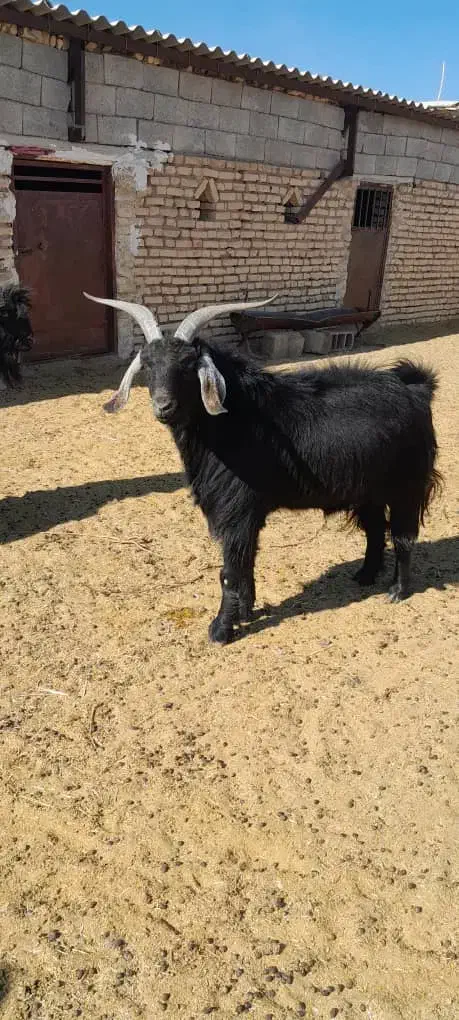 گوشت کهره 730|حیوانات مزرعه|نی‌ریز, |دیوار