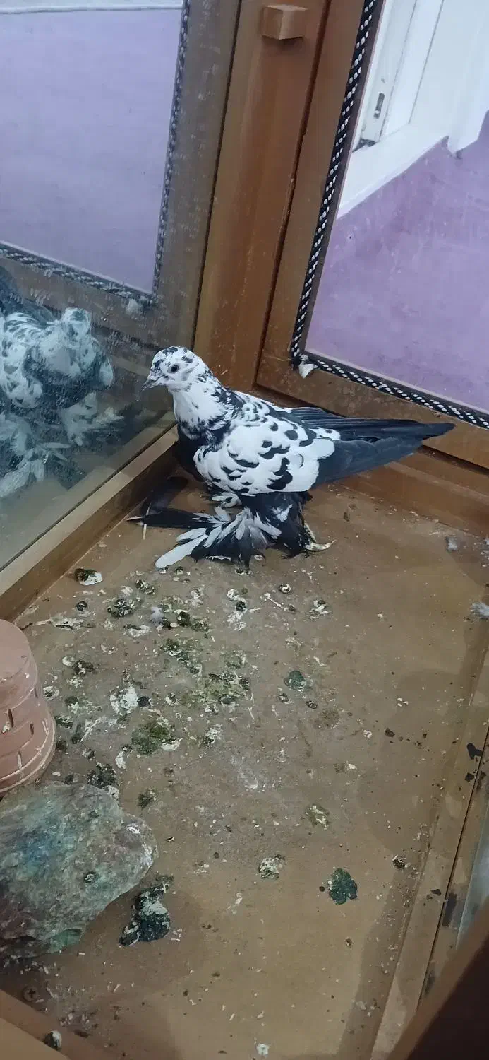 کبوتر|پرنده|تبریز, |دیوار