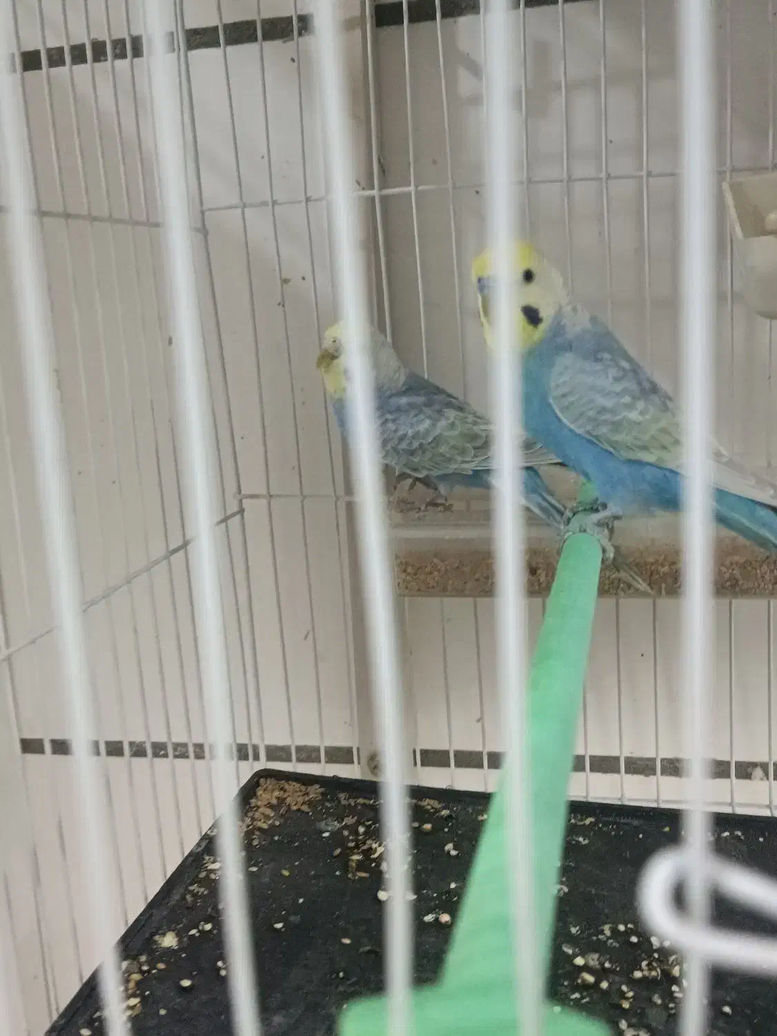 مرغ عشق رینبو|پرنده|بردسکن, |دیوار