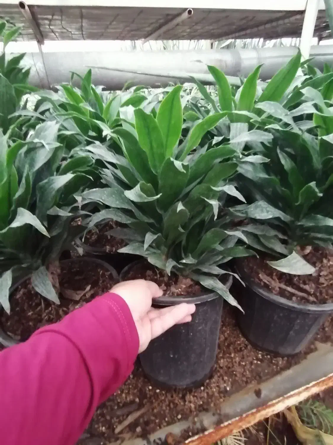 حراج گل و گیاهان باغچه ای ، بیرونی|گل و گیاه طبیعی|کلارآباد, |دیوار