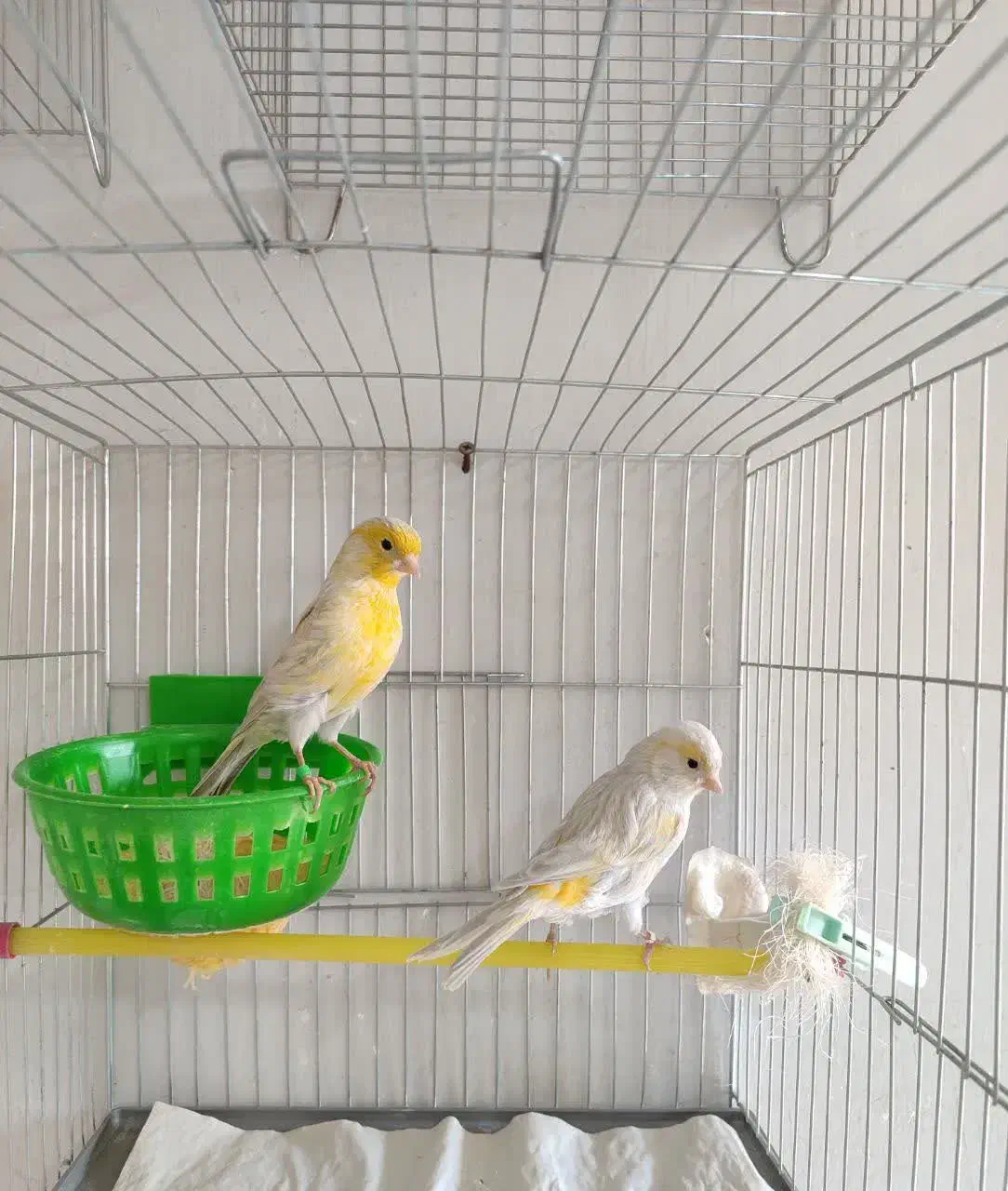 قناری مست آماده جفت|پرنده|هشتگرد, گلسار|دیوار