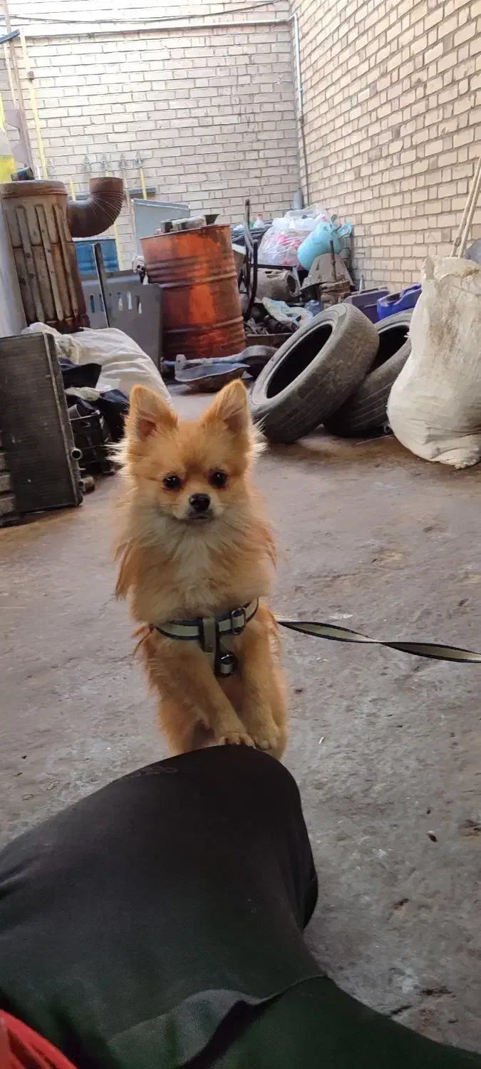 سگ گمشده|حیوانات|سبزوار, قلعه‌نو دهزار|دیوار