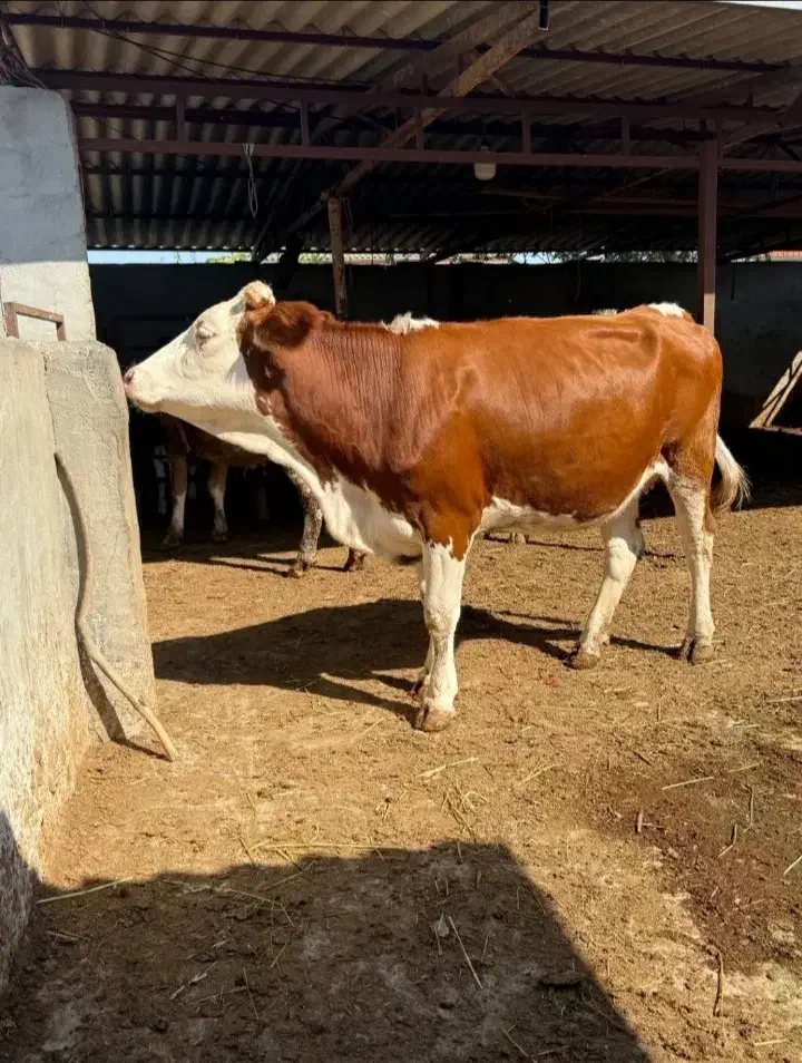 دامهای درجه یک|حیوانات مزرعه|رشت, تازه آباد|دیوار