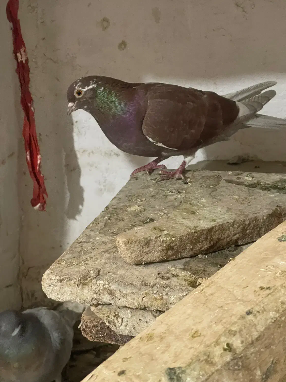 کفتر|حیوانات|شاهرود, |دیوار