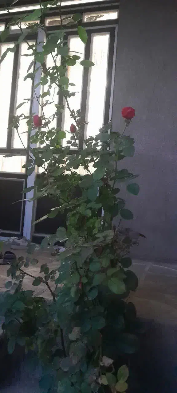 رهن و اجاره ویلای مسکونی|اجارهٔ خانه و ویلا|کنگاور, |دیوار